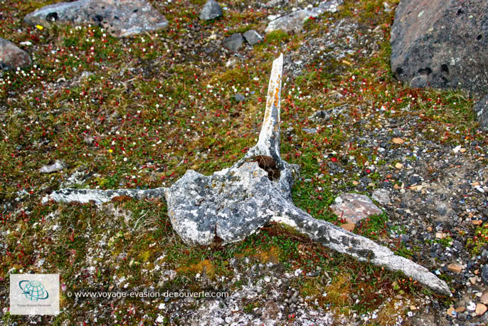 L’endroit a aussi servi de base internationale pour la chasse à la baleine. Un cimetière d'ossements et quelques vestiges d'habitations témoignent de cette activité.