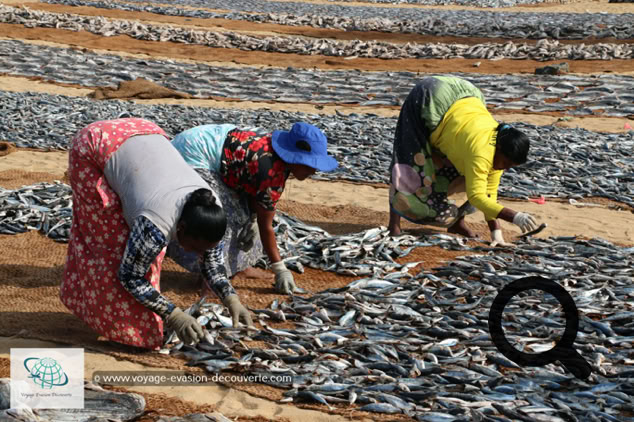 Très populaire et authentique, il se déroule chaque matin sur la lagune sablonneuse de Negombo. Dès l’aube, les bateaux débarquent sur la plage avec leurs prises. Ces dernières rejoignent ensuite les étals des poissonniers du marché ou les bancs de séchage qui se trouvent à même de sable et s’étendent à perte de vue. Professionnels et particuliers s'affairent et achètent quotidiennement des tonnes de poissons. Un marché haut en couleur, mais aussi en odeurs !