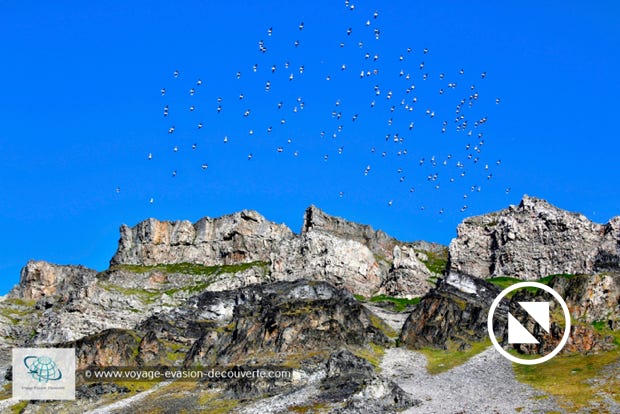 En randonnant dans la baie de Vårsolbukta, nous avons pu observer des mergules nains qui nichaient dans les éboulis par centaines de milliers.