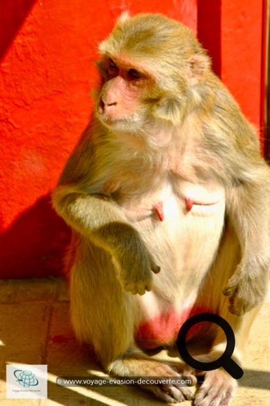 Tout le long du trajet, des singes à tête rouge vous accueilleront et vous motiveront pour l'ascention du Mont Popa.