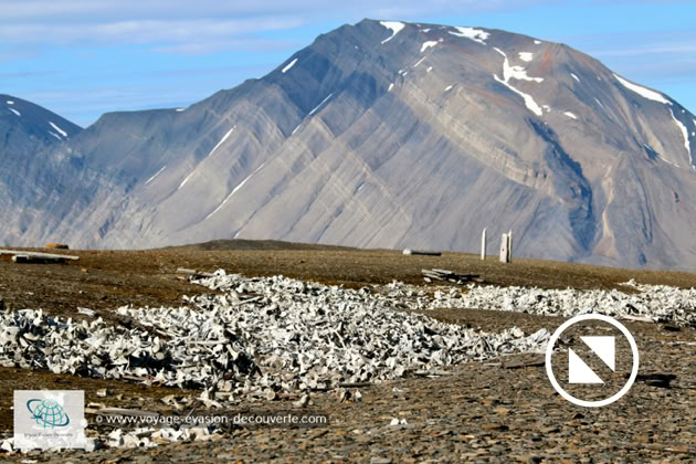 Elle est connue pour son incroyable cimetière d’ossements. On y dénombre environ 550 squelettes de baleines blanches. On y trouve encore une cabane construite vers 1930 par Ingvald Svendsen, originaire de Tromsø, qui fut actif dans ce genre de chasse et possédait les 3 embarcations encore en bon état que l'on peut voir sur la plage.