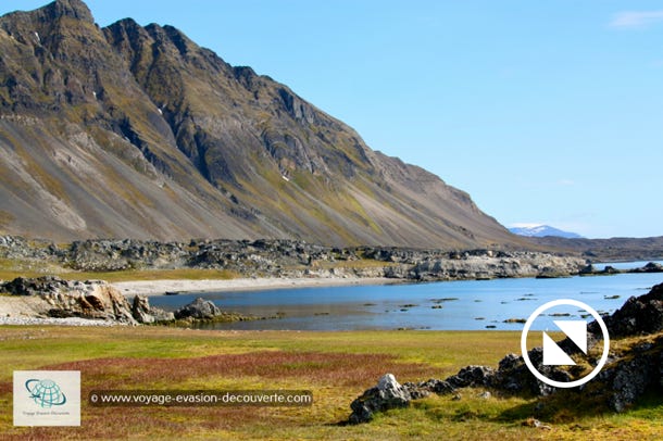 La baie est recouverte en partie par de grands espaces de toundra avec une végétation riche qui attirent de grands troupeaux de rennes du Svalbard. Ces espaces recouverts d'une végétation d'un vert éclatant contraste avec les plages de galets et les montagnes dénudées qui les entoures.