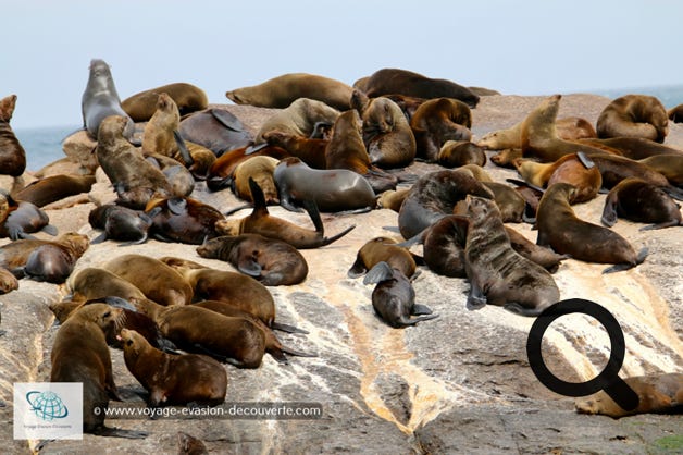 C’est un petit village de pêcheurs situé au fond d'une baie, à 15 km au sud de la ville du Cap. Il est bordé d'une très jolie plage de sable blanc au Sud, à l’Ouest par un gros promontoire rocheux qu'on appelle sentinel, et à l’Est par des collines où l'on cultive entre autres de la vigne. Chapman's Peak, montagne également très connue se trouve à 6 km au Sud.