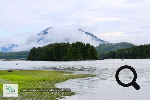 L'ile de Vancouver est un paradis pour les amateurs de nature sauvage. Avec ses importantes forets tempérées guides, elle est dotée de l'un des écosystèmes les plus variés au monde. 