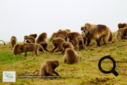 Les babouins Géladas dans le Simien Mountains National Park