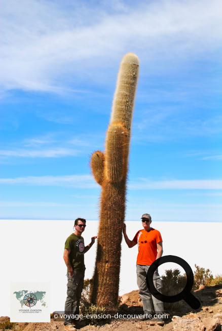 Cette île désertique de corail est recouverte de centaines de cactus dont certains atteignent quatre mètres de haut. Le plus grand atteint 12 m ; la croissance de cette espèce de cactus est d'environ un centimètre par an.