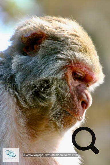 Tout le long du trajet, des singes à tête rouge vous accueilleront et vous motiveront pour l'ascention du Mont Popa.