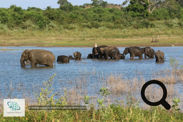 Son nom vient du grand lac artificiel d'Uda Walawe qui a été construit dans les années 60 sur la rivière Walawe. Ce plan d'eau joue toujours un rôle important dans le parc, car les éléphants et d'autres animaux viennent s'y abreuver. C'est un grand parc national de "type savane", qui fait 30,8 hectares. On a vraiment l'impression d'être sur le continent africain ! La star du parc est l'éléphant ! Il y a aujourd'hui environ 500 éléphants qui vivent de manière permanente dans la réserve. 