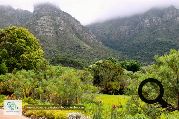 Ce superbe jardin botanique est situé dans la partie la plus aisée de la banlieue de la ville du Cap en Afrique du Sud.  Ce jardin botanique est l'un des plus renommés au monde grâce à ses collections et sa situation exceptionnelle. 