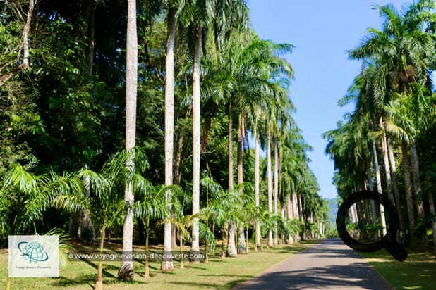 Le jardin abrite notamment une majestueuse allée de palmiers royaux (Avenue of Palms) plantés en 1950. Il y a aussi à voir une colonie de chauve-souris frugivores géante d'Inde qui s'est installée dans ce jardin paradisiaque.
