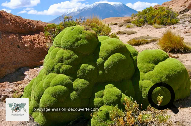 Elle pousse en Amérique du Sud dans la puna des Andes, au Pérou, en Bolivie, au Nord du Chili, à l’Ouest de l'Argentine entre 3 200 et 5 000 m d'altitude. 