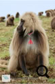 Les babouins Géladas dans le Simien Mountains National Park