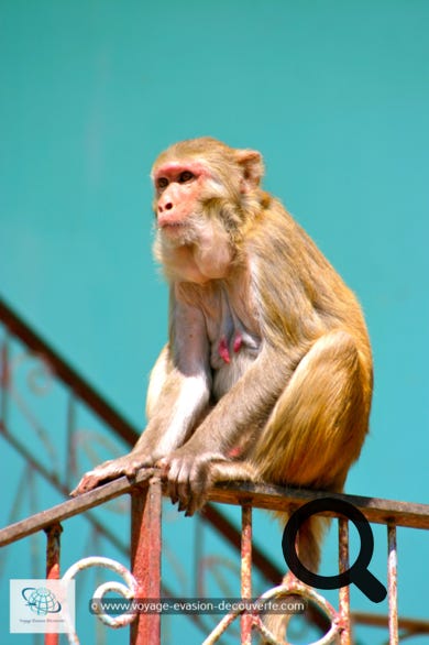 Tout le long du trajet, des singes à tête rouge vous accueilleront et vous motiveront pour l'ascention du Mont Popa.