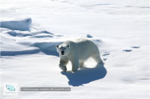 L'ours polaire au Spitzberg