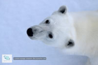 L'ours polaire au Spitzberg