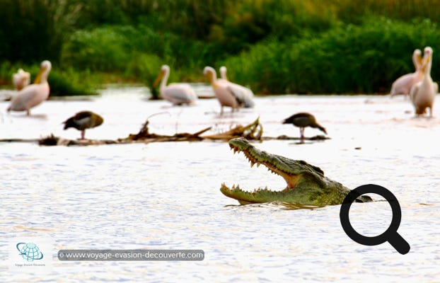 Le parc national de Nech Sar est considéré comme un important refuge pour les oiseaux, notamment ceux qui migrent et trouve dans le parc un lieu de passage. Le parc abrite aussi une grande variété d'animaux sauvages et une partie de la rive Nord-Ouest du lac Chamo accueille un marché au crocodile qui sont exploités pour leur peau.