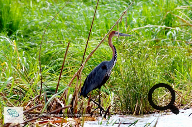 Le parc national de Nech Sar est considéré comme un important refuge pour les oiseaux, notamment ceux qui migrent et trouve dans le parc un lieu de passage. Le parc abrite aussi une grande variété d'animaux sauvages et une partie de la rive Nord-Ouest du lac Chamo accueille un marché au crocodile qui sont exploités pour leur peau.