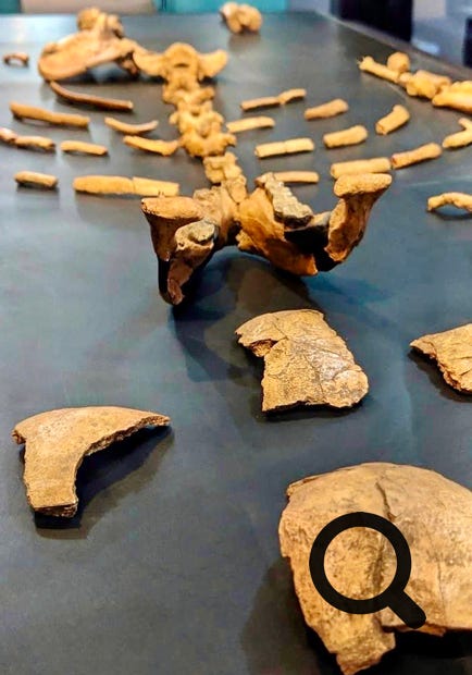 Ce petit musée, un peu vétuste mais bien entretenu expose l'héritage historique, culturel et archéologique du pays. Il est connu pour ses fossiles hominidés comme la fameuse Lucy. Ces ossements humains sont datés de 3,18 millions d'années et constituent le premier fossile relativement complet.