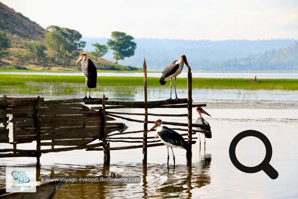 Les oiseaux sont de la fête ! De nombreux marabouts et de pélicans traînent dans les parages pour attraper au vol les poissons abîmés que leur lancent les pêcheurs en nettoyant leurs filets.