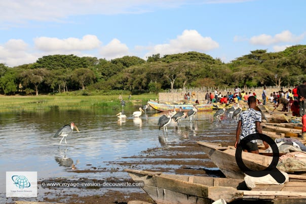 Le matin, nous sommes allés voir le marché aux poissons qui se situe sur les rives du lac Awasa. Très animé et atypique, ce marché se tient tous les jours de la semaine. De nombreux pêcheurs négocient leurs prises du jour sur place devant leurs embarcations.