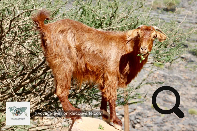 Heureusement, pendant ces cinq heures de trajet, nous n'avons croisé absolument personne… sauf une chèvre. Une seule. Perchée sur son petit rocher, elle nous a observés passer avec un air qui disait clairement : « Mais qu’est-ce que vous faites ici, vous ? »
