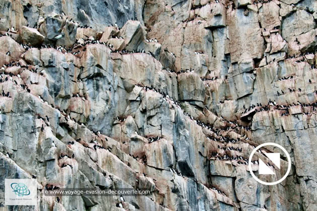 La plupart des oiseaux qui viennent se reproduire ici l’été sont de la famille des pingouins, essentiellement des guillemots de Brünnich, mais il y aussi des guillemots à miroir, quelques mouettes tridactyles et aussi un prédateur tant redouté de tous ces oiseaux : le grand goéland bourgmestre ! 
