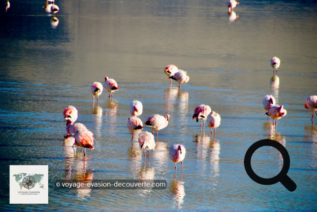 Un hôtel se trouve au bord du lac comme posé au milieu de nulle part. Seuls des flamants roses ont élu domicile dans cette lagune d’altitude, un vrai garde-manger riche en mollusques et en crustacés. Dressés sur leurs pattes toutes frêles, ils dansent avec une grâce qui parachève ce décor somptueux et irréel.