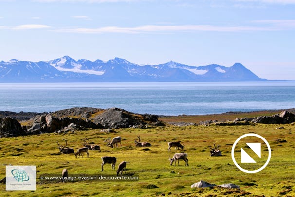En randonnant dans la baie, nous avons croisé plusieurs troupeaux de rennes du Svalbard.