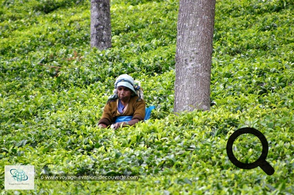 Ooty est une ville de montagne des Ghâts occidentaux, dans l'État du Tamil Nadu et elle culmine à 1 400m d’altitude. À l'origine c’était la station d'été du Raj britannique qui voulait prendre le frais en été.