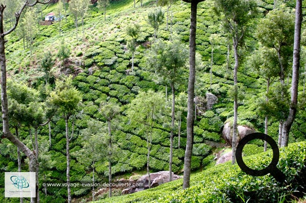 Ooty est une ville de montagne des Ghâts occidentaux, dans l'État du Tamil Nadu et elle culmine à 1 400m d’altitude. À l'origine c’était la station d'été du Raj britannique qui voulait prendre le frais en été.