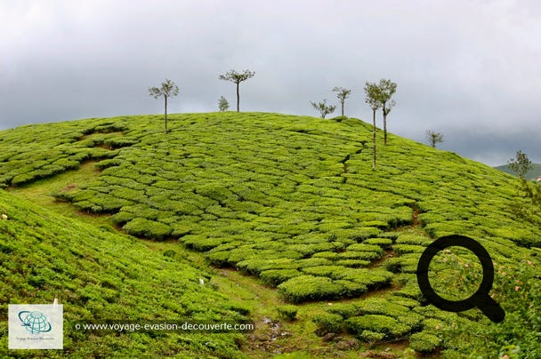 Ooty est une ville de montagne des Ghâts occidentaux, dans l'État du Tamil Nadu et elle culmine à 1 400m d’altitude. À l'origine c’était la station d'été du Raj britannique qui voulait prendre le frais en été.