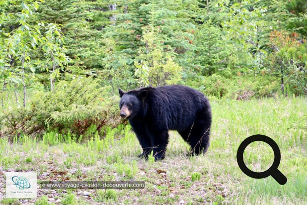 En allant vers le lac Maligne, nous avons eu la chance de voir des ours noirs au bord de la route. Le parc national Jasper comporte une grande réserve d'ours. L'animal, pas trop farouche, s'adapte aisément à la présence de l'homme et en plus il est très gourmand. Mais bon... pour des raisons de sécurité, il vous sera défendu de les nourrir. 