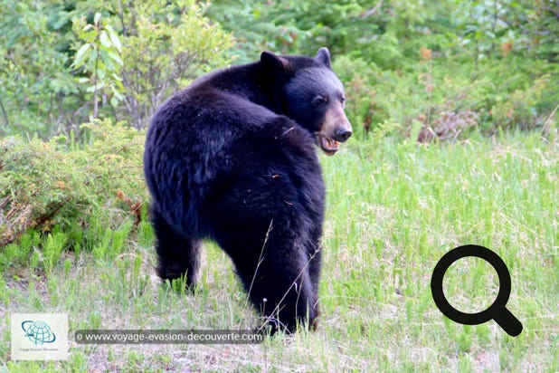 En allant vers le lac Maligne, nous avons eu la chance de voir des ours noirs au bord de la route. Le parc national Jasper comporte une grande réserve d'ours. L'animal, pas trop farouche, s'adapte aisément à la présence de l'homme et en plus il est très gourmand. Mais bon... pour des raisons de sécurité, il vous sera défendu de les nourrir. 