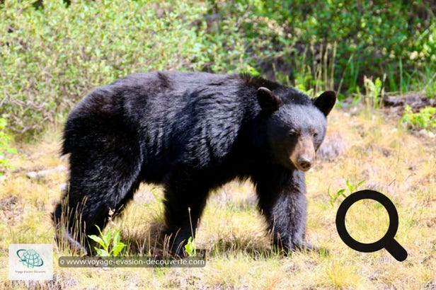 En allant vers le lac Maligne, nous avons eu la chance de voir des ours noirs au bord de la route. Le parc national Jasper comporte une grande réserve d'ours. L'animal, pas trop farouche, s'adapte aisément à la présence de l'homme et en plus il est très gourmand. Mais bon... pour des raisons de sécurité, il vous sera défendu de les nourrir. 