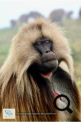 Les babouins Géladas dans le Simien Mountains National Park