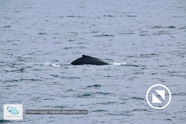 En traversant le détroit de Freemansund, nous avons eu la chance d’admirer deux baleines à bosse. Facilement reconnaissable avec leur corps massif et leur dos noir, elles pèsent en moyenne 25 tonnes. 