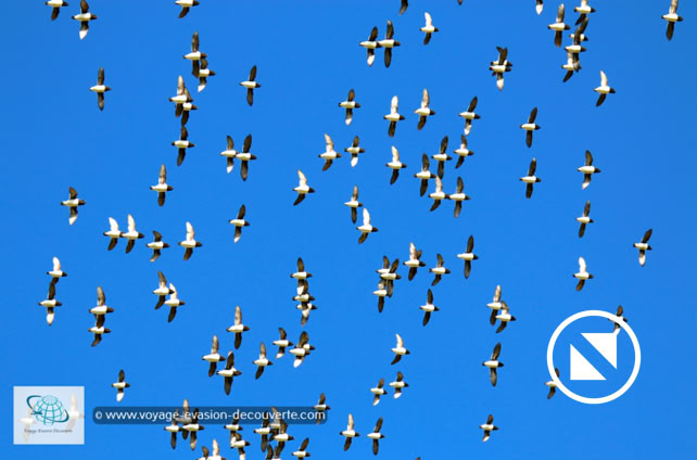 En randonnant dans la baie de Vårsolbukta, nous avons pu observer des mergules nains qui nichaient dans les éboulis par centaines de milliers.