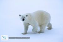 L'ours polaire au Spitzberg