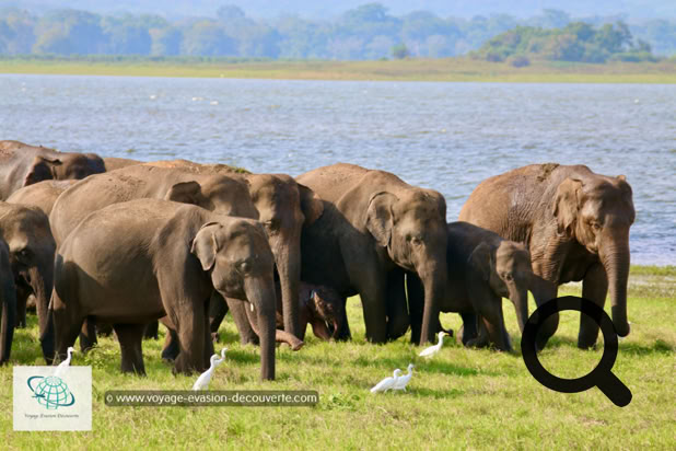 Le parc de Minneriya est lové dans les plaines du centre-Nord du Sri Lanka, au milieu du fameux triangle culturel de l’île. Sa réserve naturelle couvre une superficie de plus de 9 000 hectares. C’est aussi un point de rendez-vous très prisé d’une population de plus de 200 éléphants qui viennent pour s’alimenter et se rafraîchir. Certaines périodes de l'année, on peut compter jusqu'à 700 pachydermes. Ce paradis vert abrite aussi beaucoup d’autres espèces d’animaux comme des buffles, des crocodiles, des léopards et de nombreux oiseaux.