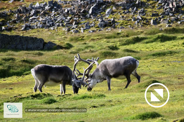En randonnant dans la baie, nous avons croisé plusieurs troupeaux de rennes du Svalbard.