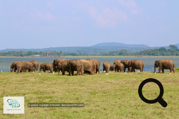 Le parc de Minneriya est lové dans les plaines du centre-Nord du Sri Lanka, au milieu du fameux triangle culturel de l’île. Sa réserve naturelle couvre une superficie de plus de 9 000 hectares. C’est aussi un point de rendez-vous très prisé d’une population de plus de 200 éléphants qui viennent pour s’alimenter et se rafraîchir. Certaines périodes de l'année, on peut compter jusqu'à 700 pachydermes. Ce paradis vert abrite aussi beaucoup d’autres espèces d’animaux comme des buffles, des crocodiles, des léopards et de nombreux oiseaux.