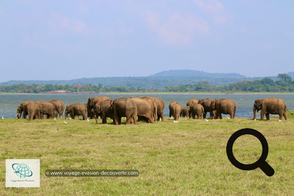 Le parc de Minneriya est lové dans les plaines du centre-Nord du Sri Lanka, au milieu du fameux triangle culturel de l’île. Sa réserve naturelle couvre une superficie de plus de 9 000 hectares. C’est aussi un point de rendez-vous très prisé d’une population de plus de 200 éléphants qui viennent pour s’alimenter et se rafraîchir. Certaines périodes de l'année, on peut compter jusqu'à 700 pachydermes. Ce paradis vert abrite aussi beaucoup d’autres espèces d’animaux comme des buffles, des crocodiles, des léopards et de nombreux oiseaux.