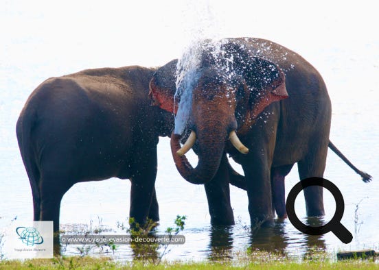 Le parc de Minneriya est lové dans les plaines du centre-Nord du Sri Lanka, au milieu du fameux triangle culturel de l’île. Sa réserve naturelle couvre une superficie de plus de 9 000 hectares. C’est aussi un point de rendez-vous très prisé d’une population de plus de 200 éléphants qui viennent pour s’alimenter et se rafraîchir. Certaines périodes de l'année, on peut compter jusqu'à 700 pachydermes. Ce paradis vert abrite aussi beaucoup d’autres espèces d’animaux comme des buffles, des crocodiles, des léopards et de nombreux oiseaux.