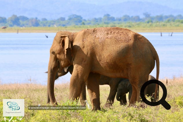 Son nom vient du grand lac artificiel d'Uda Walawe qui a été construit dans les années 60 sur la rivière Walawe. Ce plan d'eau joue toujours un rôle important dans le parc, car les éléphants et d'autres animaux viennent s'y abreuver. C'est un grand parc national de "type savane", qui fait 30,8 hectares. On a vraiment l'impression d'être sur le continent africain ! La star du parc est l'éléphant ! Il y a aujourd'hui environ 500 éléphants qui vivent de manière permanente dans la réserve. 