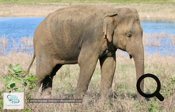 Son nom vient du grand lac artificiel d'Uda Walawe qui a été construit dans les années 60 sur la rivière Walawe. Ce plan d'eau joue toujours un rôle important dans le parc, car les éléphants et d'autres animaux viennent s'y abreuver. C'est un grand parc national de "type savane", qui fait 30,8 hectares. On a vraiment l'impression d'être sur le continent africain ! La star du parc est l'éléphant ! Il y a aujourd'hui environ 500 éléphants qui vivent de manière permanente dans la réserve. 