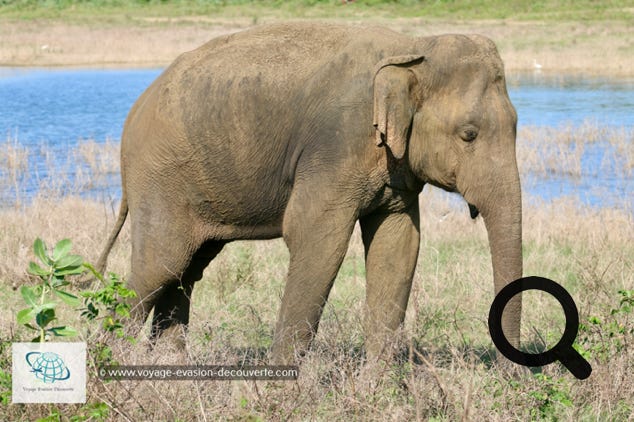 Son nom vient du grand lac artificiel d'Uda Walawe qui a été construit dans les années 60 sur la rivière Walawe. Ce plan d'eau joue toujours un rôle important dans le parc, car les éléphants et d'autres animaux viennent s'y abreuver. C'est un grand parc national de "type savane", qui fait 30,8 hectares. On a vraiment l'impression d'être sur le continent africain ! La star du parc est l'éléphant ! Il y a aujourd'hui environ 500 éléphants qui vivent de manière permanente dans la réserve. 