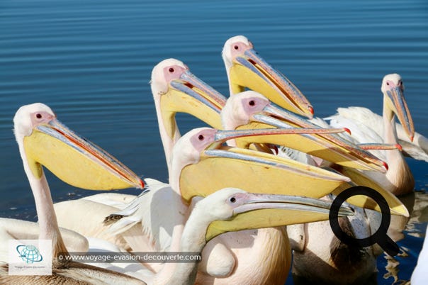 Les oiseaux sont de la fête ! De nombreux marabouts et de pélicans traînent dans les parages pour attraper au vol les poissons abîmés que leur lancent les pêcheurs en nettoyant leurs filets.