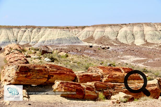 Ce parc est réputé pour sa très grande concentration en troncs d’arbres pétrifiés. Il y a 200 millions d’années, ces arbres poussaient le long de plusieurs cours d’eau qui coulaient dans la région.