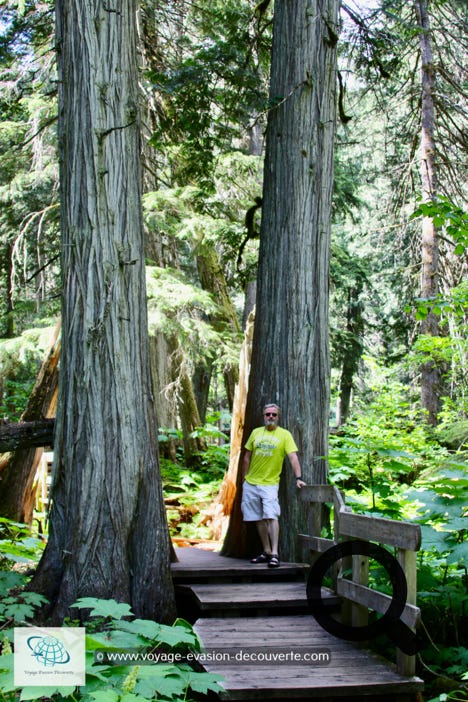 C’est une spectaculaire promenade au sein d’une luxuriante forêt primaire de cèdres et de pruches de l’Ouest. La balade est très courte, 30mn et la boucle fait 1,2 km.  Il y a beaucoup d’autres randonnées dans le parc, plus ou moins longues.