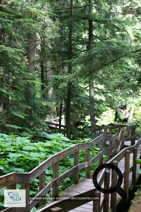 C’est une spectaculaire promenade au sein d’une luxuriante forêt primaire de cèdres et de pruches de l’Ouest. La balade est très courte, 30mn et la boucle fait 1,2 km.  Il y a beaucoup d’autres randonnées dans le parc, plus ou moins longues.